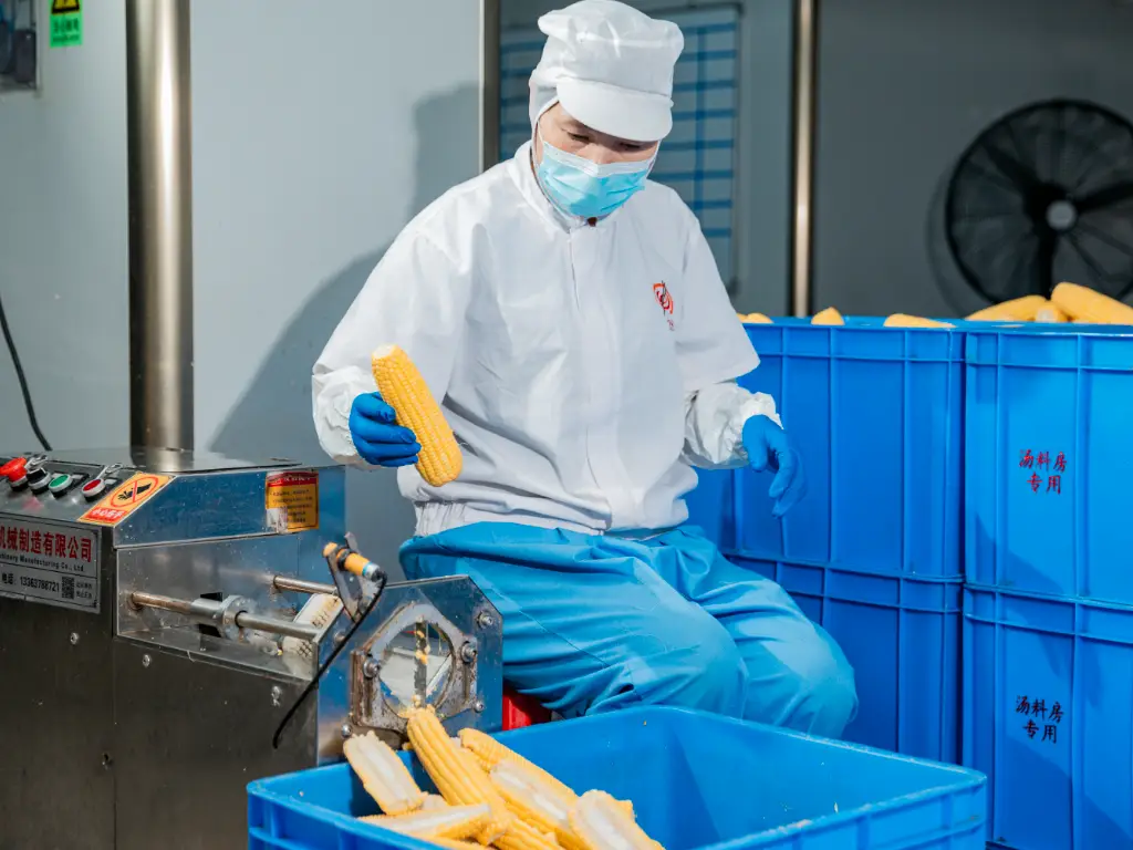 Workers are washing corn