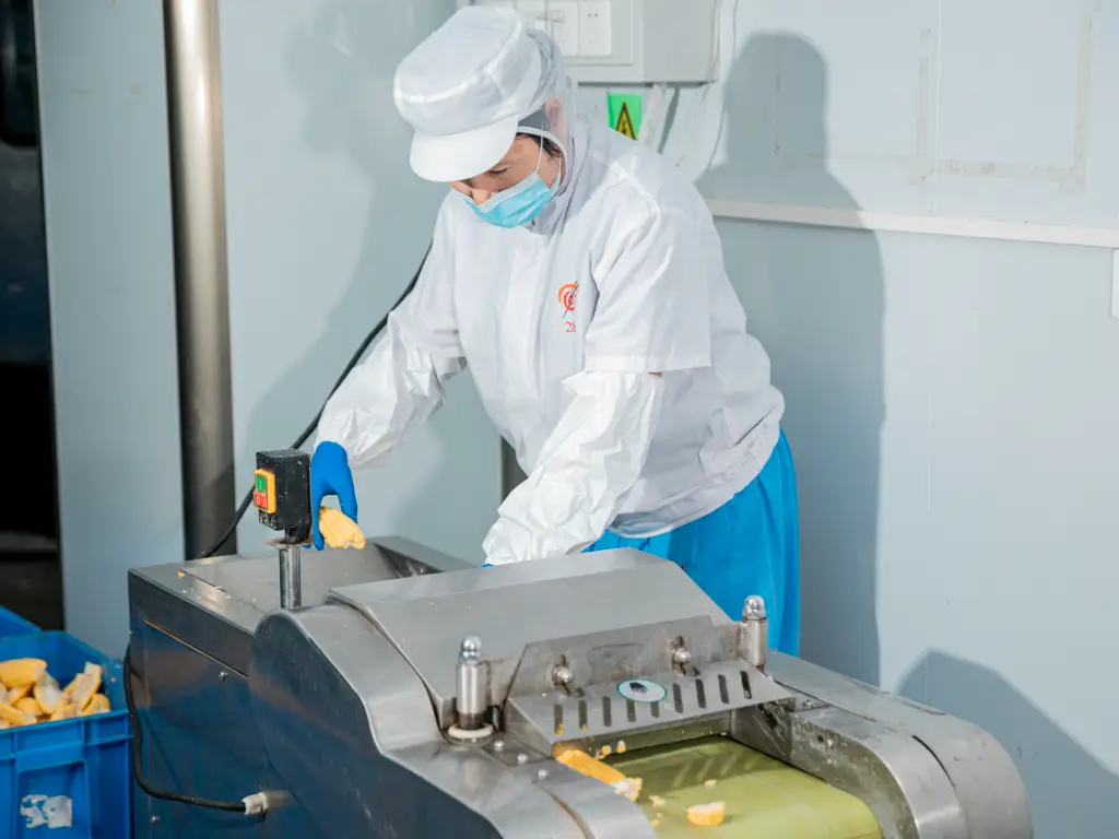 Workers inspect the production line and process the corn that needs to be processed